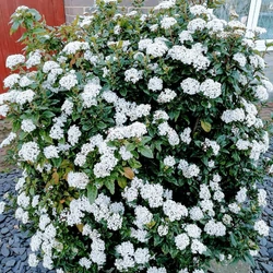 Bangita - Viburnum lucidum 100/125cm K20l