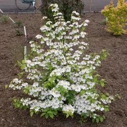 Bangita redős fehér-rózsaszín virágú - Viburnum plicatum 'Kilimanjaro Sunrise' 40/60 cm K2l
