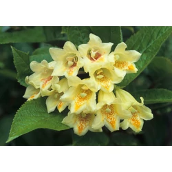 Weigela middendorffiana