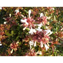 Abelia grandiflora 'Sherwood'