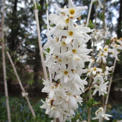 Abeliophyllum distichum