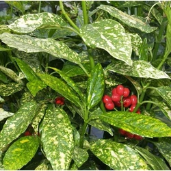 Aucuba japonica 'Picta'