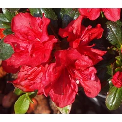 Azálea vörös - Azalea japonica 'Johanna' 20/30cm K2l