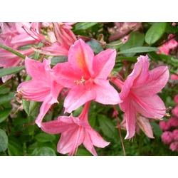 Azalea 'Knaphill Jolie Madame'