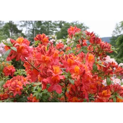 Azalea 'Knaphill Hotspur Red'