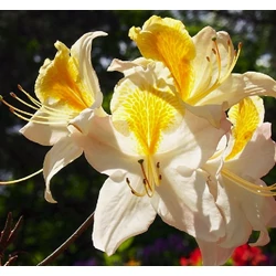Azalea 'Knaphill Northern Highlights'