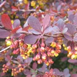 Berberis ottawensis 'Superba'