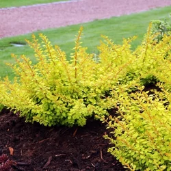 Berberis thunbergii 'Golden Carpet'
