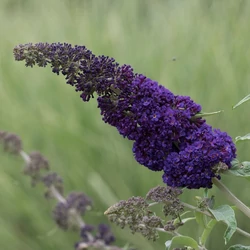 Buddleja davidii 'Adonis Blue'