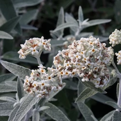 Buddleja davidii 'Silver Anniversary'