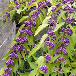 Callicarpa dichotoma 'Issai'