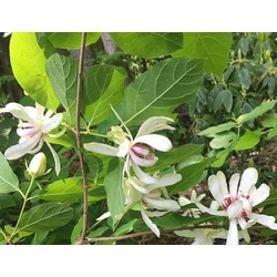 Fűszercserje illatos - Calycanthus 'Venus' 20/30cm K2l