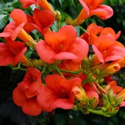 Campsis radicans 'Red Tarantella'