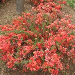Chaenomeles superba 'Orange Trail'