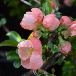 Chaenomeles superba 'Pink Trail'