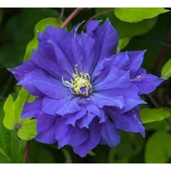 Clematis 'Copernicus'