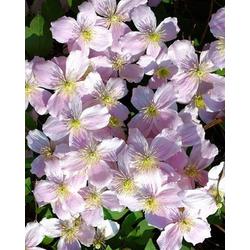 Iszalag bambuszkeretes - Clematis sp. 60/80cm K10l