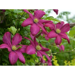 Clematis 'Kryspina'