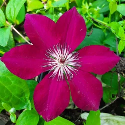 Clematis 'Perida'
