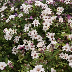 Clematis texensis 'Princess Kate'