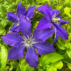 Clematis 'Rhapsody'