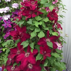 Clematis 'Westerplatte'