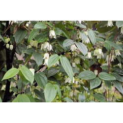 Clematis urophylla 'Winter Beauty'