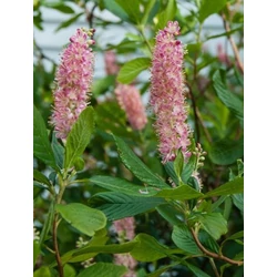 Clethra alnifolia 'Ruby Spice'