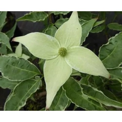 Cornus kousa 'Pévé Foggy'
