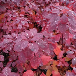 Cotinus coggygria 'Grace'