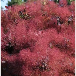 Cotinus coggygria 'Magical Red Fountain'