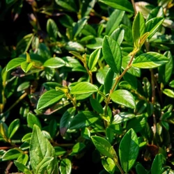 Cotoneaster hybrid 'Bella' 