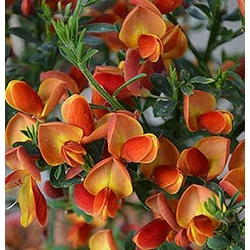 Cytisus praecox 'Lena'