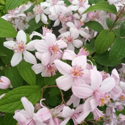 Deutzia a 'Mont Rose'
