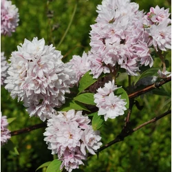 Deutzia scabra 'Pink Pom Pom'