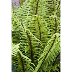 Dryopteris wallichiana