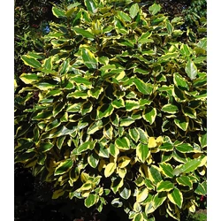Elaeagnus ebbingei 'Vivileg'