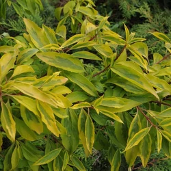 Forsythia intermedia 'Golden Times'