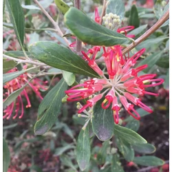 Grevillea olivacea