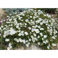 Halimiocistus sahucii