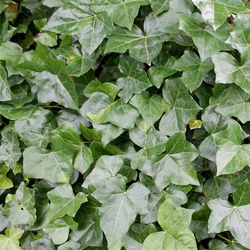 Hedera helix 'Hibernica'