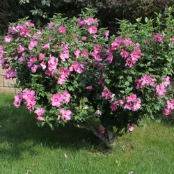 Hibiscus syriacus mix