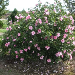 Hibiscus syriacus 'Aphrodite'