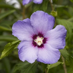 Hibiscus syriacus 'Blue Bird'