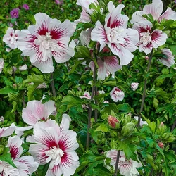 Hibiscus syriacus 'Starburst Chiffon'