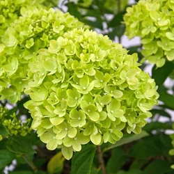 Hydrangea paniculata 'Little Lime'