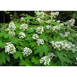 Hydrangea quercifolia