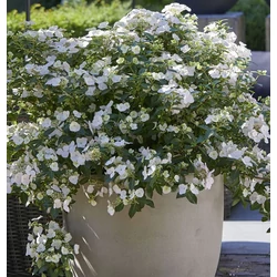 Hydrangea 'Runaway Bride'