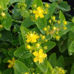 Hypericum inodorum 'Magical'