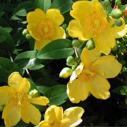 Image of Hypericum patulum golden showers